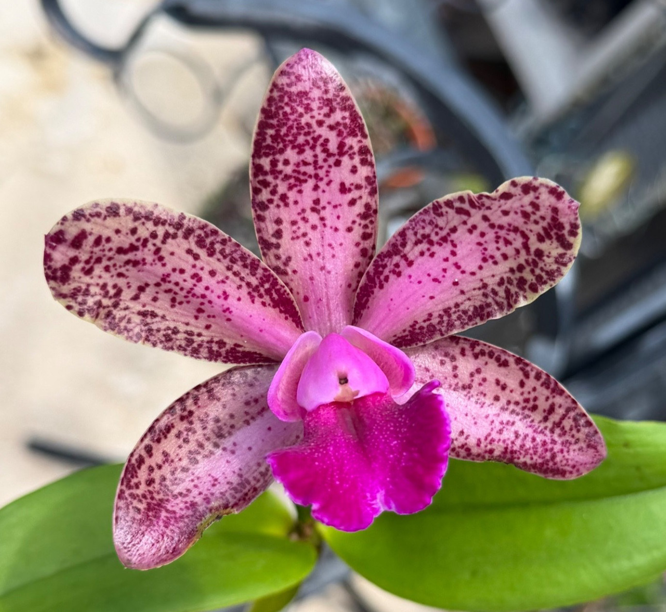 C. Durigan AM/AOS x C. Mark Jones Spotted Fragrant Cattleya BLOOMING NOW on cork