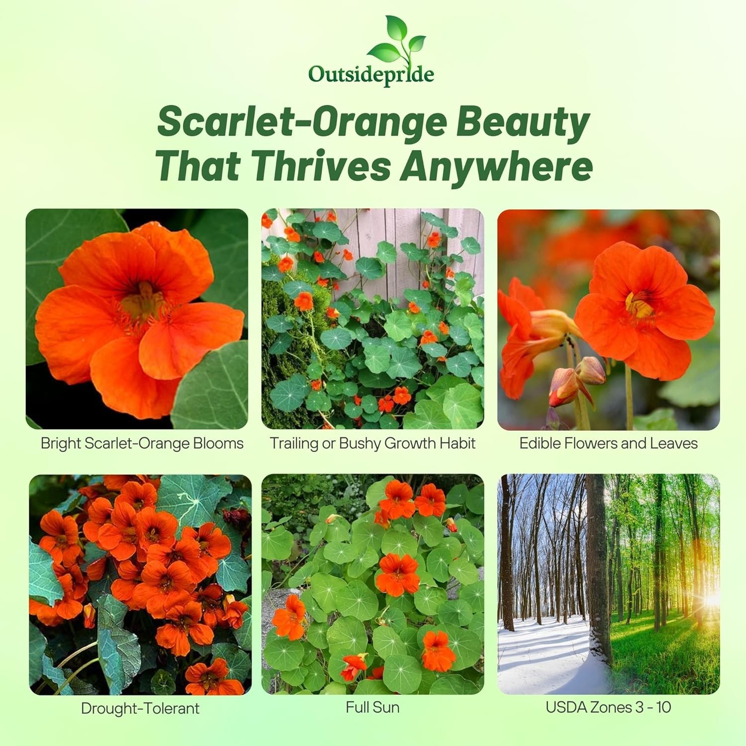 200 Seeds Nasturtium Seeds – Climbing Spitfire Flower Seed