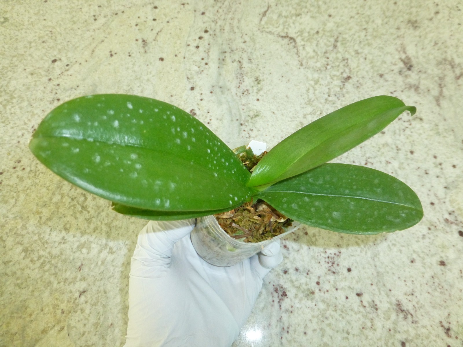 Phalaenopsis Orchid Phal. modern esquire In 2.5″ Pot