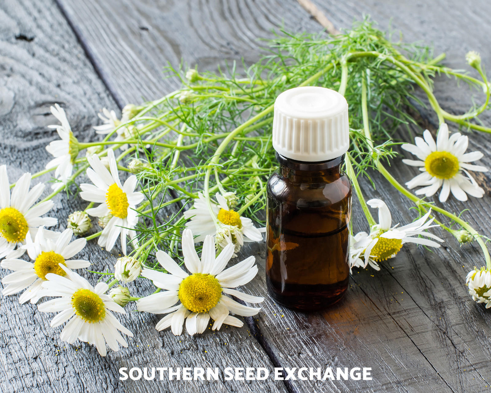 Chamomile, German – 200 Seeds – Medicinal Herb and Tea – GMO Free