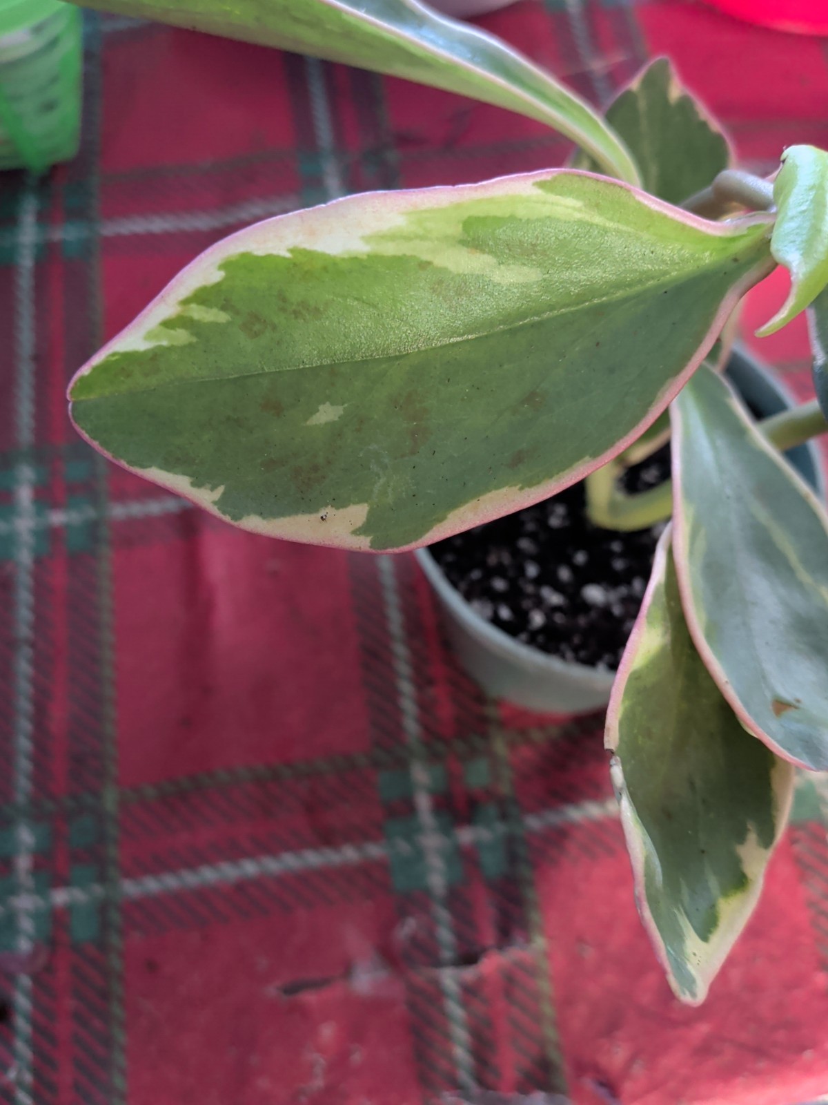 SALE..”Ginny” Clusifolia Large Plant In 4″ Pot