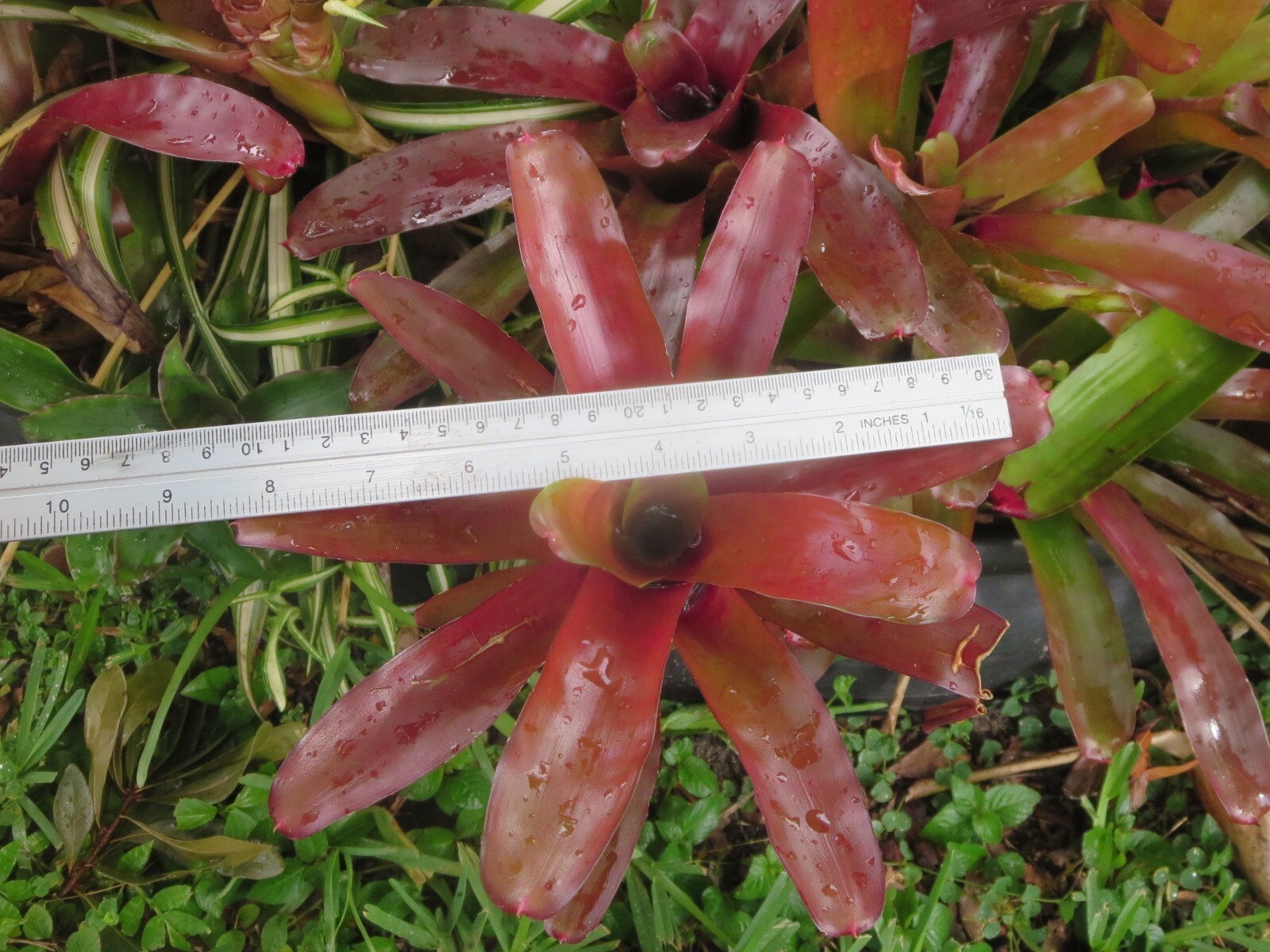 Neoregelia Bromeliad Fireball 2 Plants