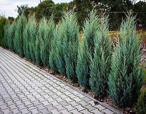 Juniper Moonglow | 4 Inch | Juniperus scopulorum | Groundcover | Erosion Control