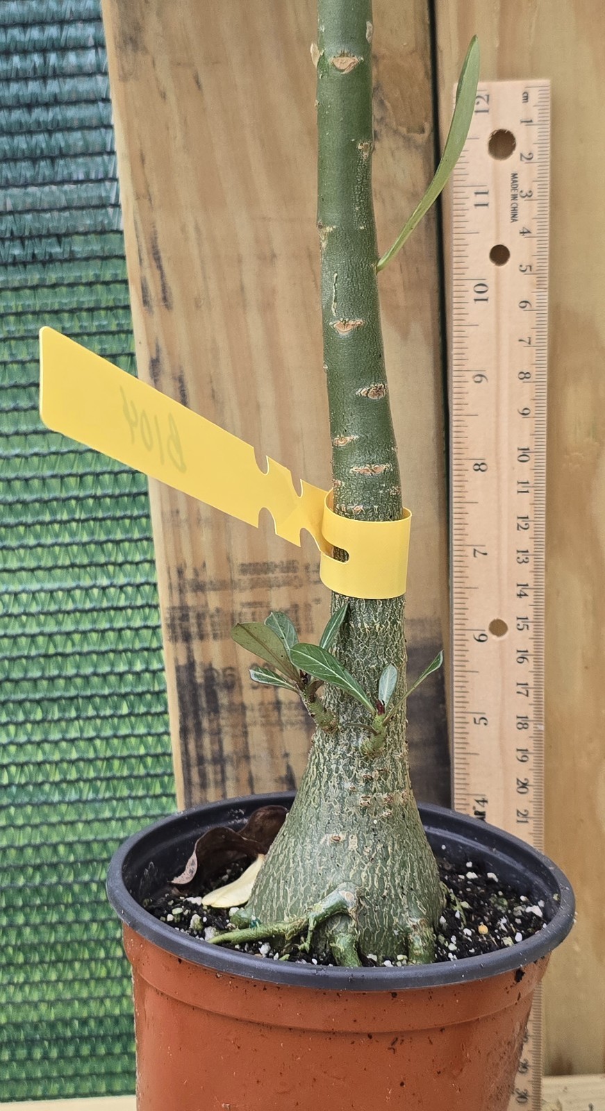 B104: Exotic Desert Rose Plant/ Adenium/ Rosa del Desierto/ Original from Seed