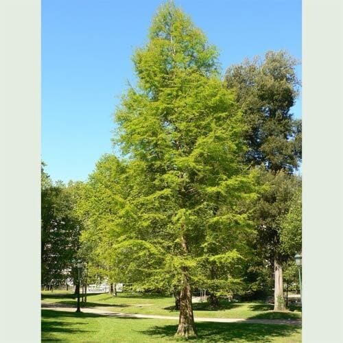 Southern Bald Cypress Tree | Premium Seeds | Taxodium distichum ‘Fall’ | Plants’