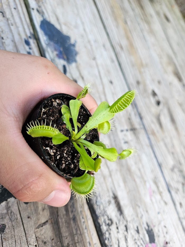 1 live Potted “B52” Venus Flytraps in a 2-inch pot.