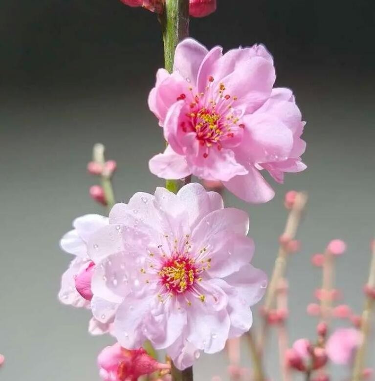 Pre Sale Plum Blossom bonsai chinese Plum Red,pink,Green,white,Double color
