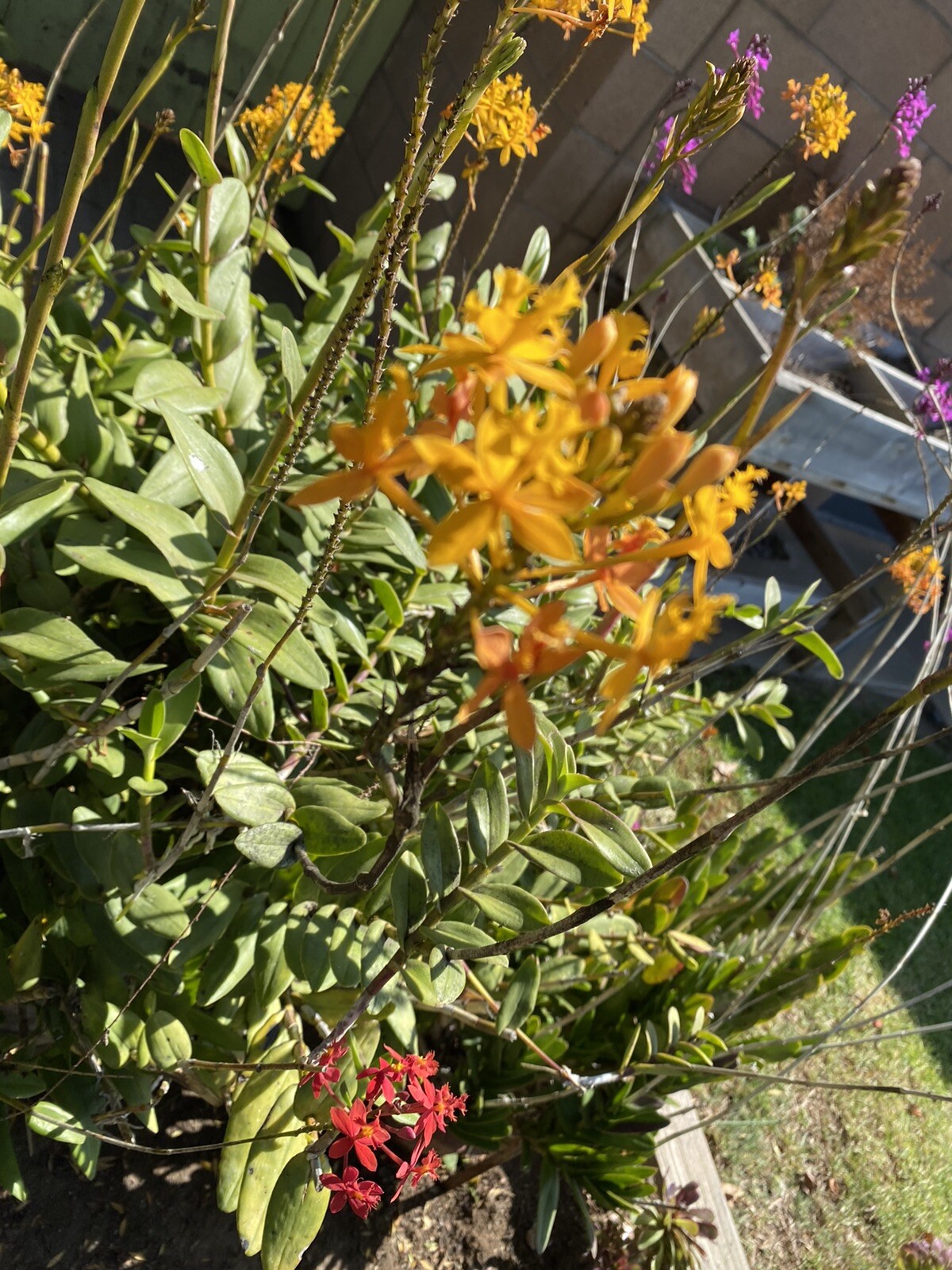 EPIDENDRUM Orchid 3 Pieces With Roots Red/Yellow/Orange/Purple 4’- 8’ Long.