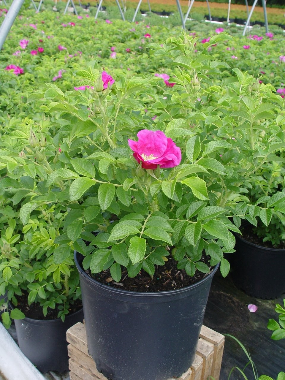 Rosa Rugosa Pink Flowering Rose #3 Container Size
