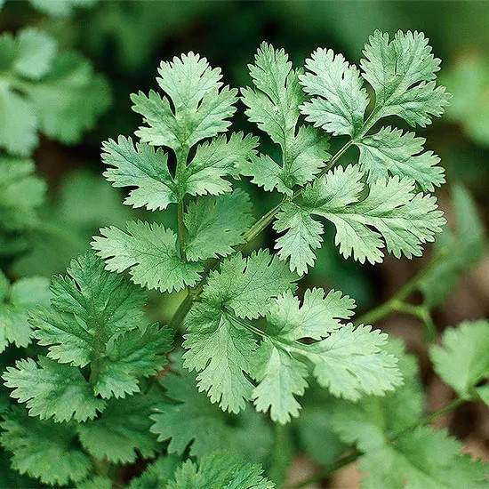 50+ CILANTRO SEEDS | HEIRLOOM NON-GMO |🌿 SPICE PEST REPELLENT