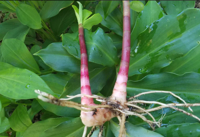 INSULIN PLANT/Fiery Costus /Spiral Flag (1 Rhizome) BLOOD SUGAR SUPPORT(3-6in)