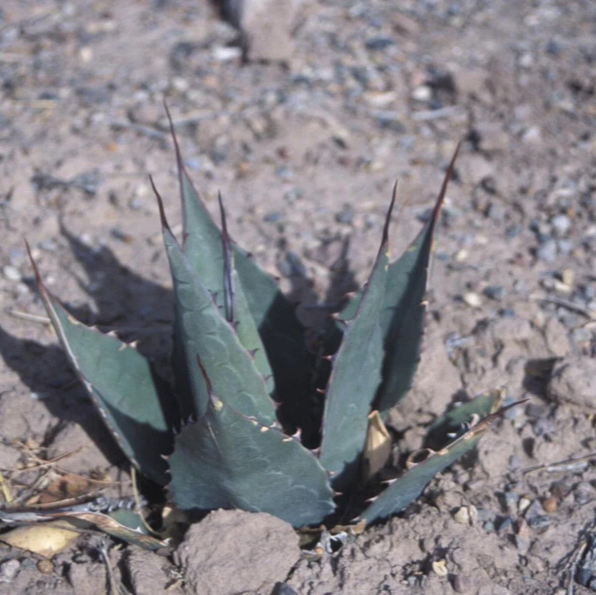 Agave parryi ‘Oregon Hybrid’ COLD HARDY ZONE 5
