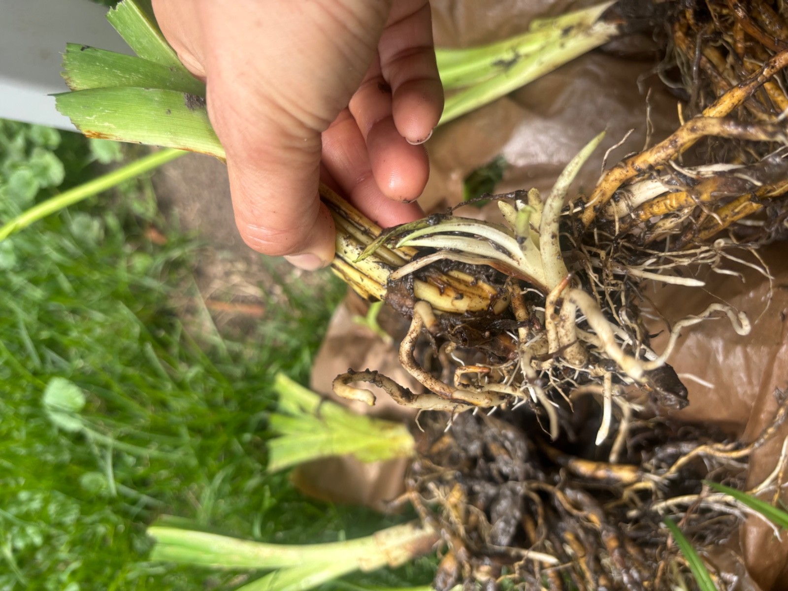 10 Orange Daylily BARE ROOTED PLANTS. Multiply Rapidly