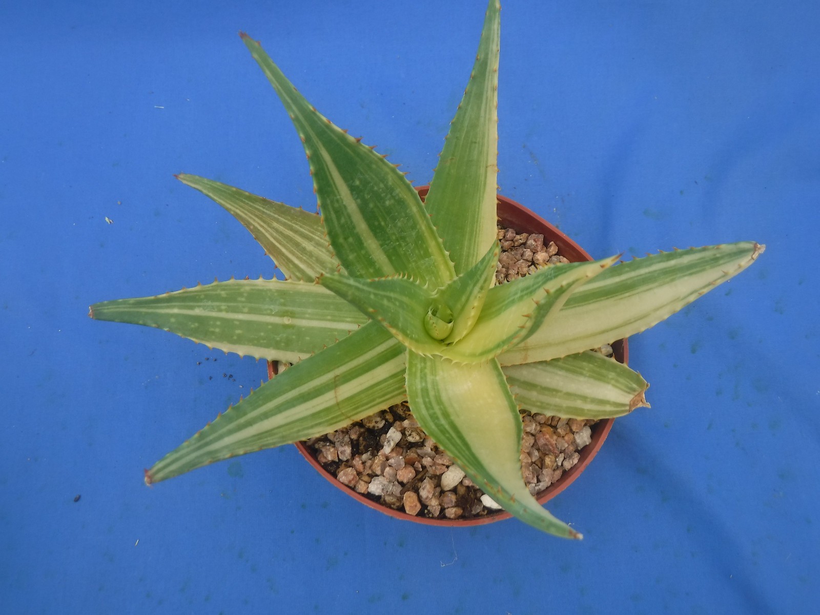 Aloe “Tiger Taffy” VARIEGATED! Hybrid! Very Easy to Grow 9″ Wide 6″ Pot Size V1