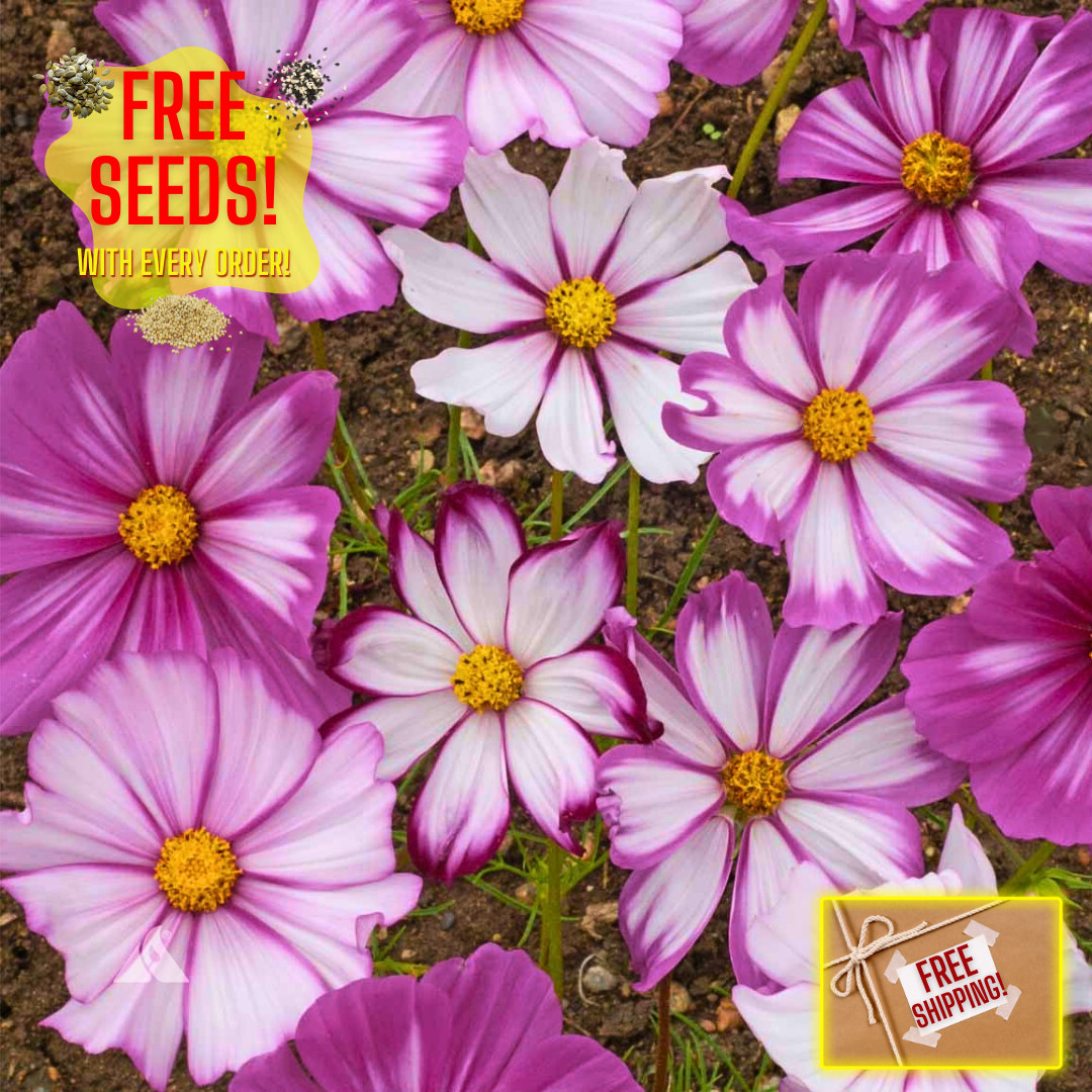 Fresh Beautiful Cosmos Seeds | Candystripe | Heirloom Non-GMO | Flower Seeds