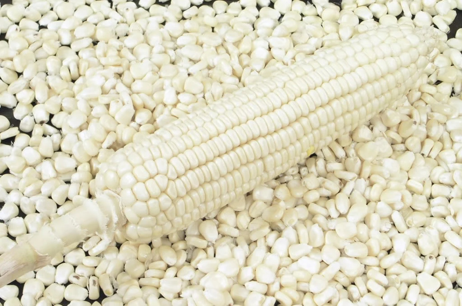 100 Truckers Favorite WHITE SWEET CORN Zea Mays Vegetable Seeds