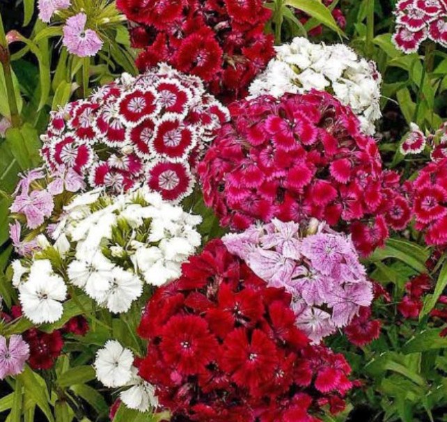 SWEET WILLIAM / DIANTHUS Perennial Mixed Colors Fragrant USA Non-GMO 500 Seeds!