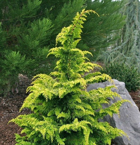 Golden Fernleaf Hinoki Cypress – Live Plant – ( 2.5 QT )
