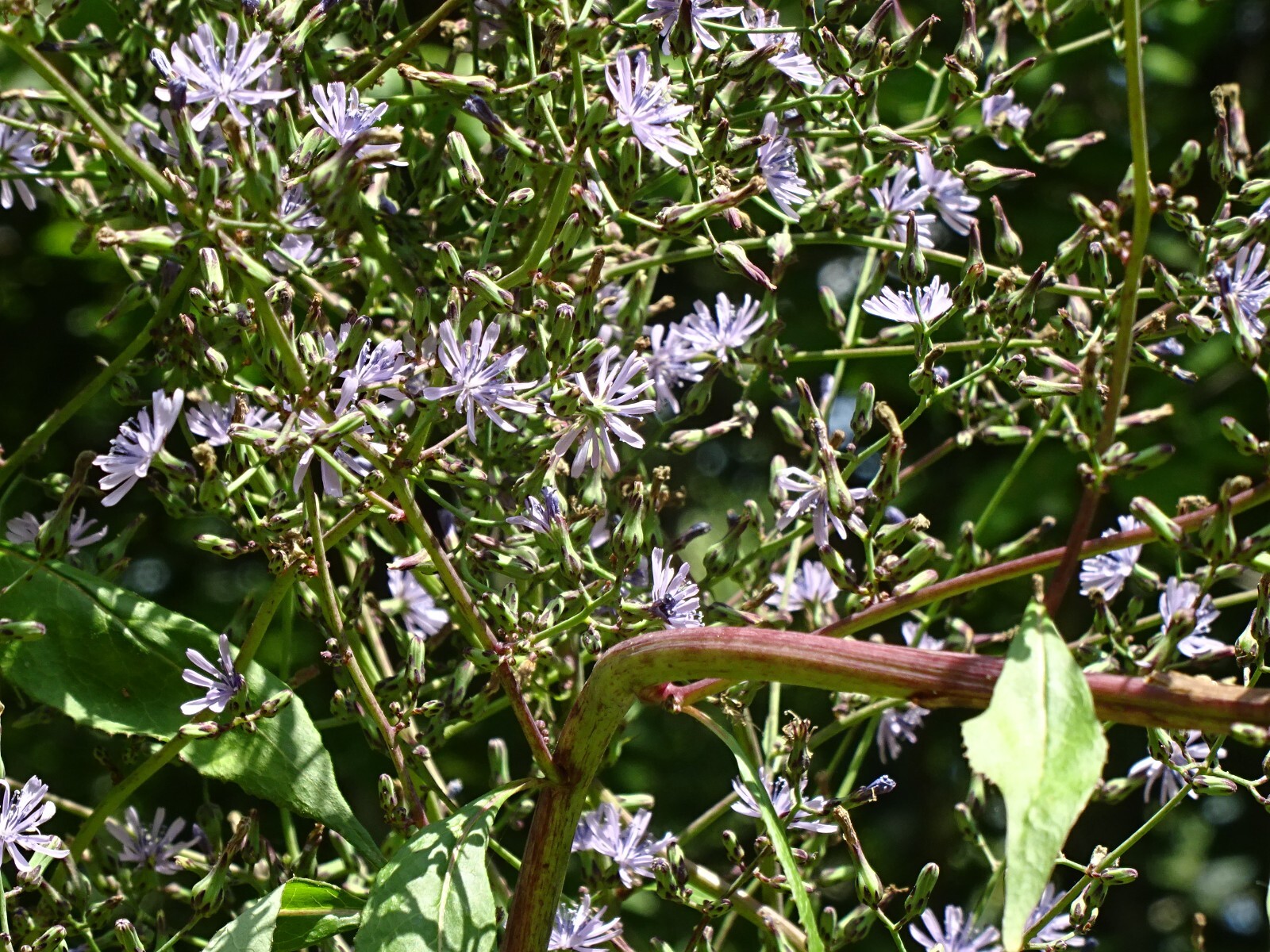 Woodland Lettice Lactuca floridana Native Wildflower 50 seeds from 2023 BEES