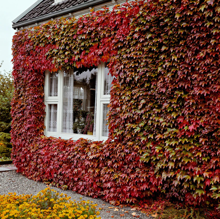 Virginia Creeper Vine Live Plant – 1 Gal – Fully Rooted Deciduous Climbing Vine