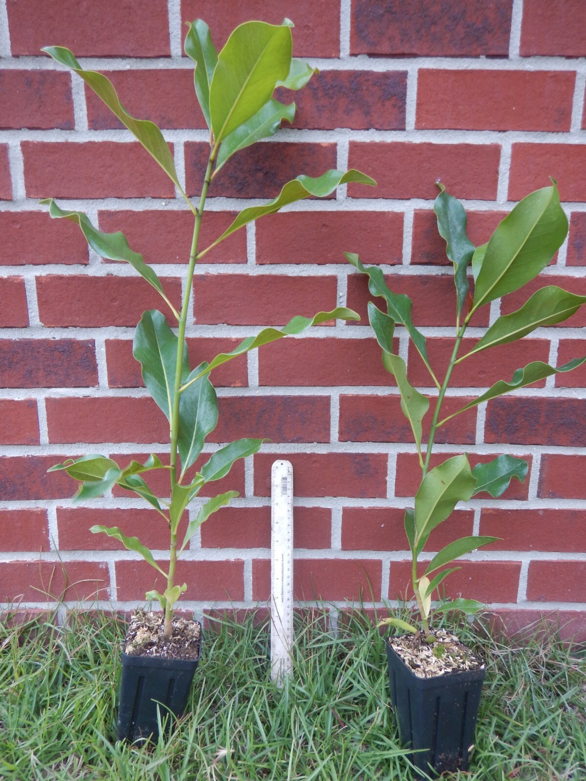 “‘Bracken’s Brown Beauty ” Southern Magnolia Tree~ 20-28 inch tall~Well Rooted