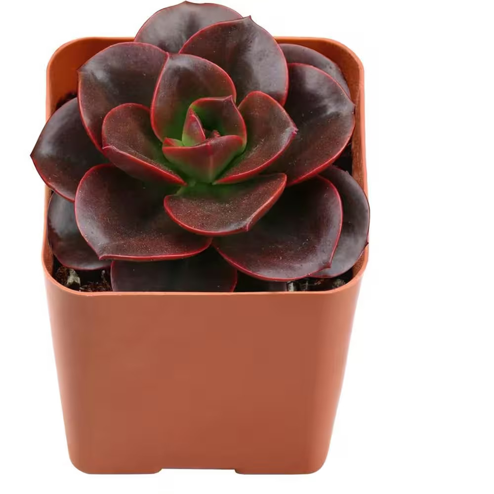 Echeveria Melaco-3 Live Starter Plants in 2 Inch Growers Pots-Rare and Beautiful