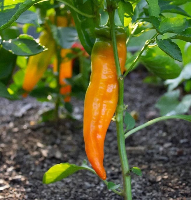 Golden Treasure Sweet Pepper Seeds (20) / Sweet / Florida Grown / Rare