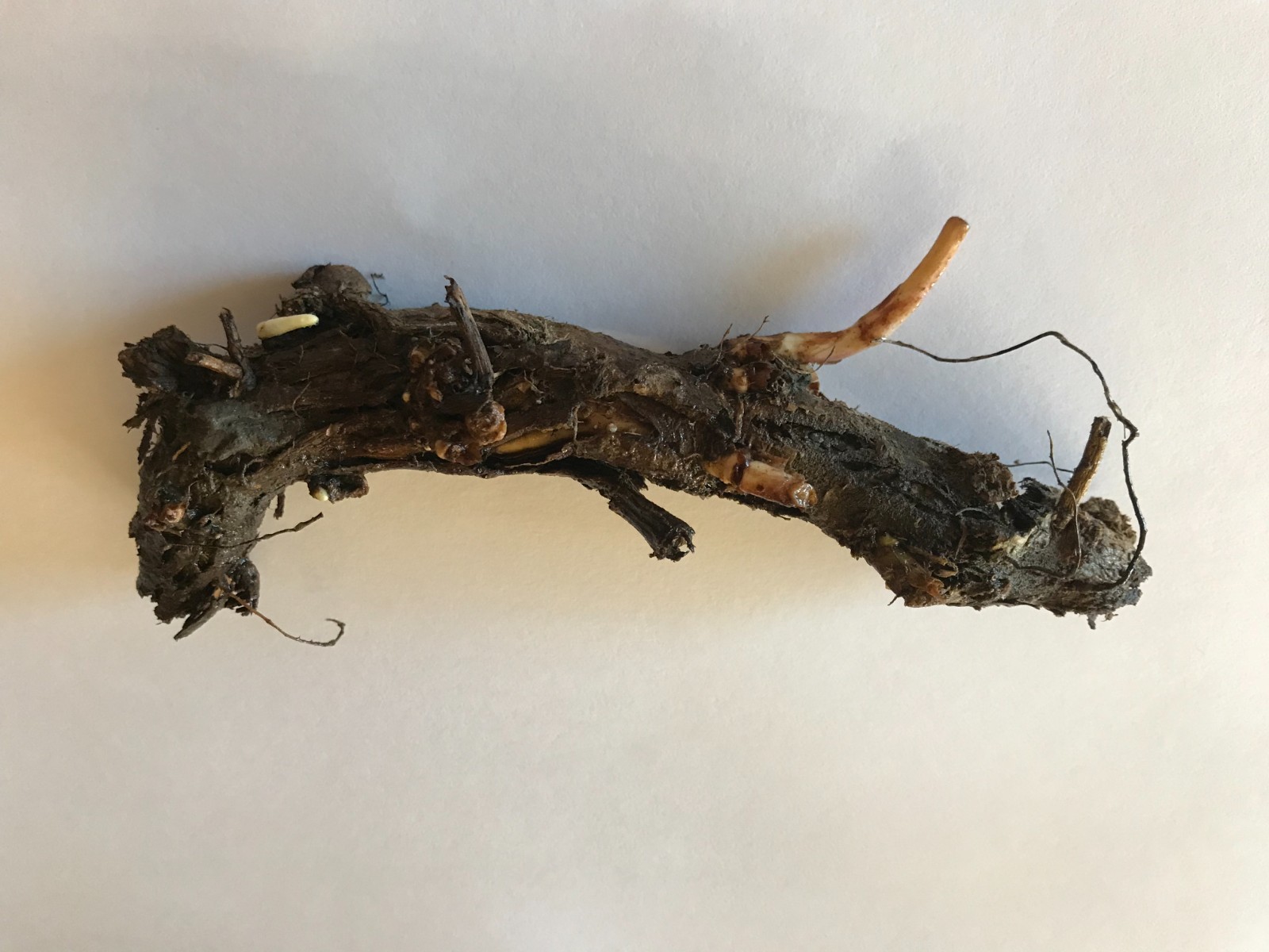 Farm Direct Hop Rhizomes – 14 Varieties to choose from!