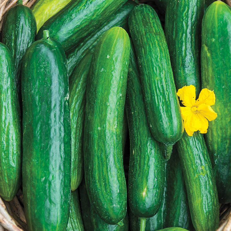 Beit Alpha Cucumber Seeds, Persian or Lebanese Cucumber, Burpless, FREE SHIPPING