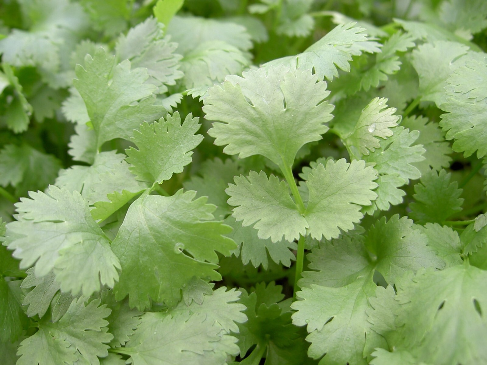 200+ Leisure Cilantro Coriander Seeds Heirloom Non-GMO| Free Shipping #32