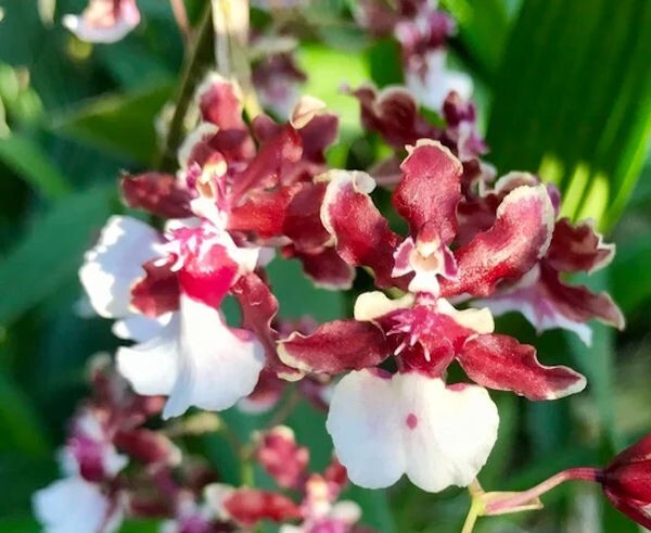 Onc. Sharry Baby ‘Red Fantasy’ Live Orchid Plant 1B25