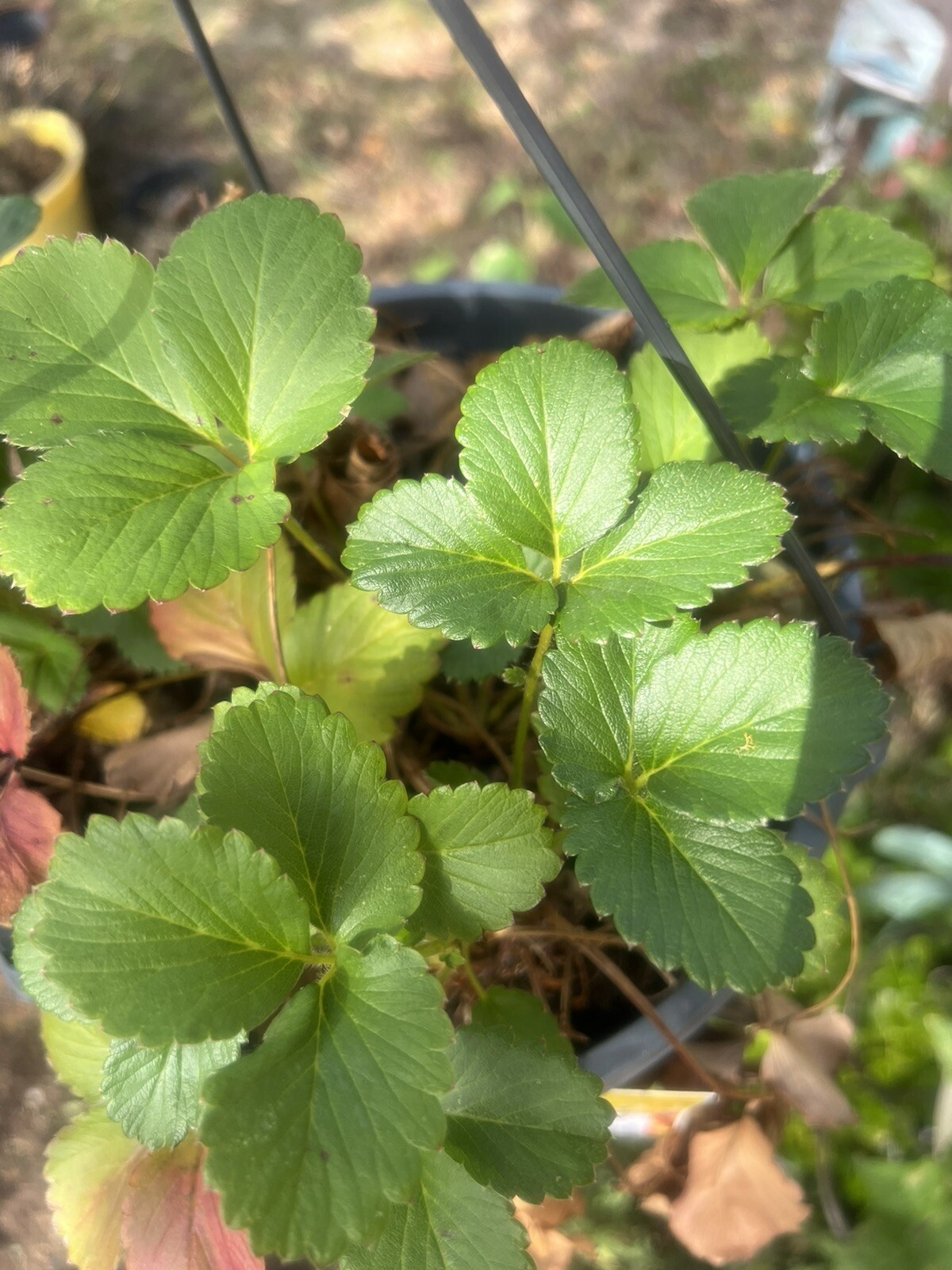 Strawberry Seeds 🍓 Homegrown Edible Garden Fruit Organic Sweet NonGMO Berry USA