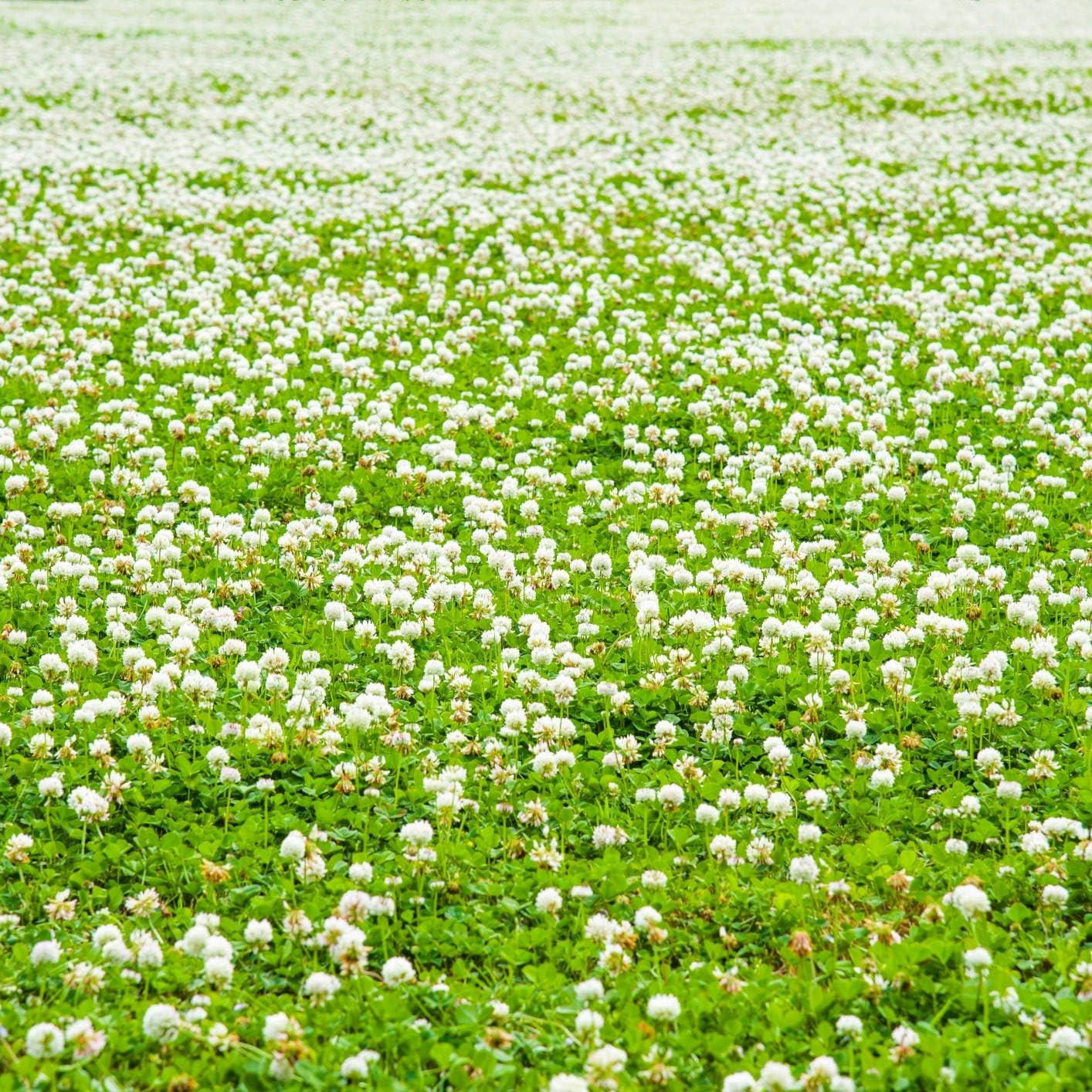 Outsidepride White Dutch Clover Seed 2 lb – Nitrocoated, Lawn Alternative, Cover