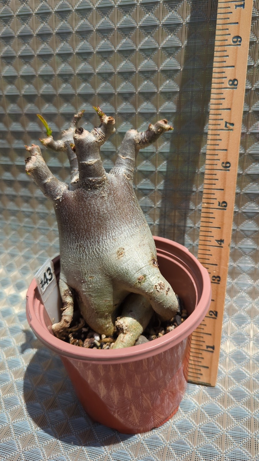 Live BLOOMING house plant Bonsai Caudex Desert Rose Adenium Succulent flower #43