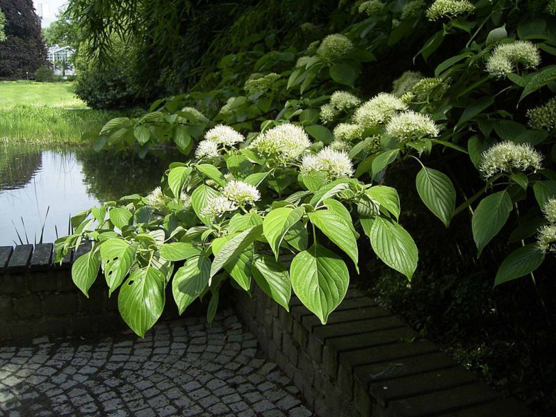 Giant Dogwood, Cornus controversa, Tree Seeds (Fast, Fall Color, Hardy, Showy)