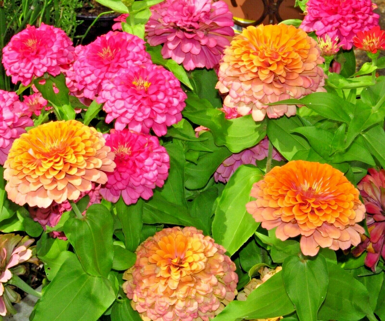 301+ROSE ZINNIA Seeds Summer Garden Flowering Annual Big Cut Flowers Fast Easy