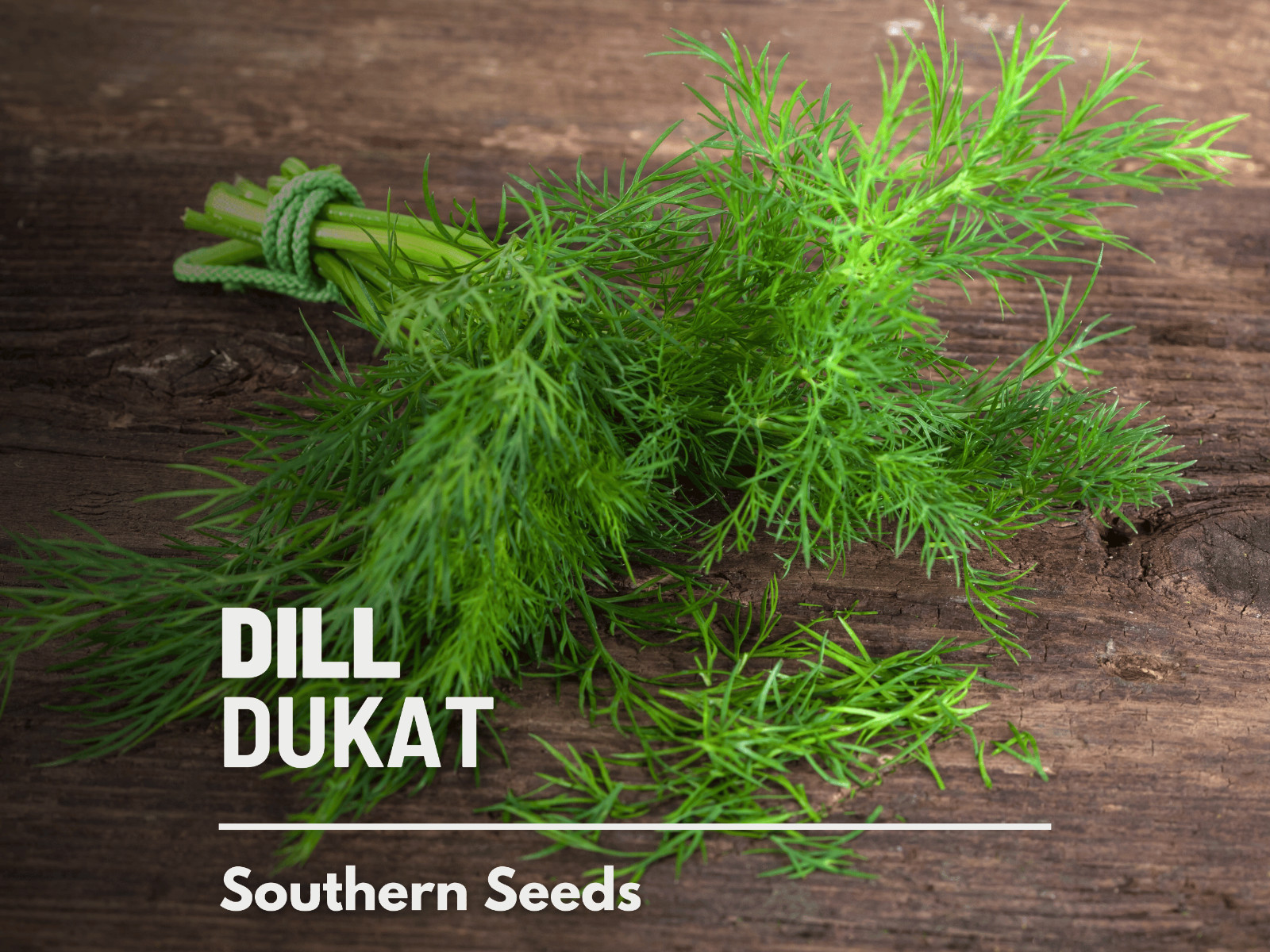 Dill, Dukat – Heirloom Seeds – Culinary Herb – NonGMO (Anethum graveolens)