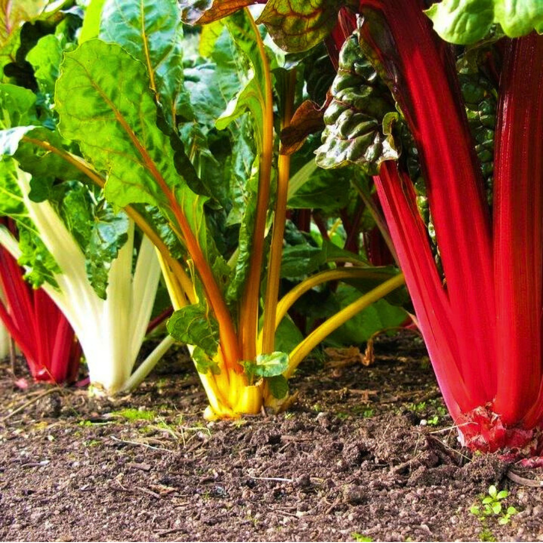 Fresh Premium Rainbow Swiss Chard Seeds | Heirloom Non-GMO | Vegetable Seeds