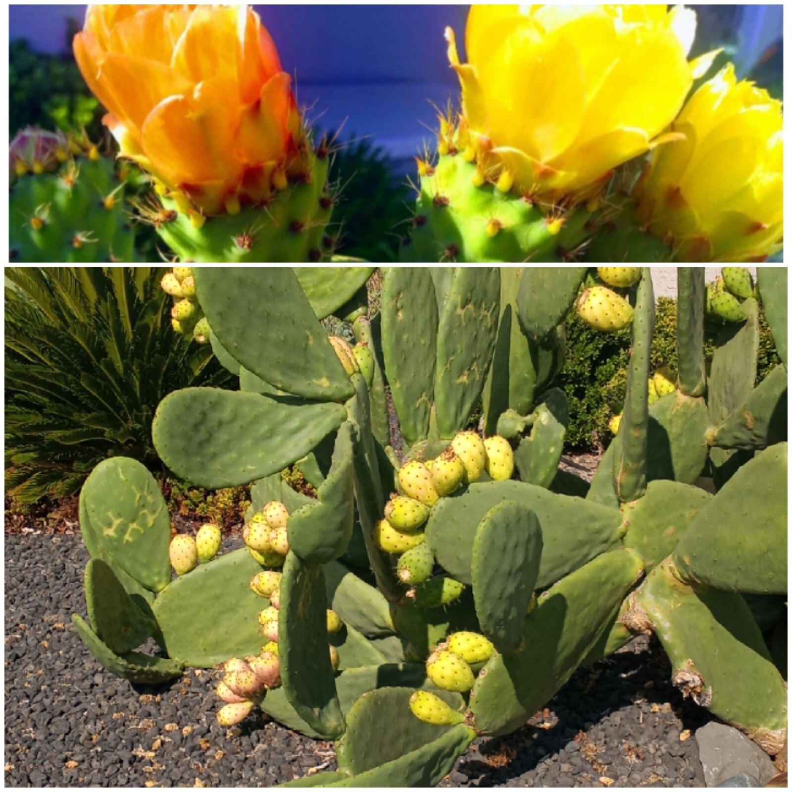 prickly pear cactus plant, grows orange pink and yellow blooms, Pears are edible