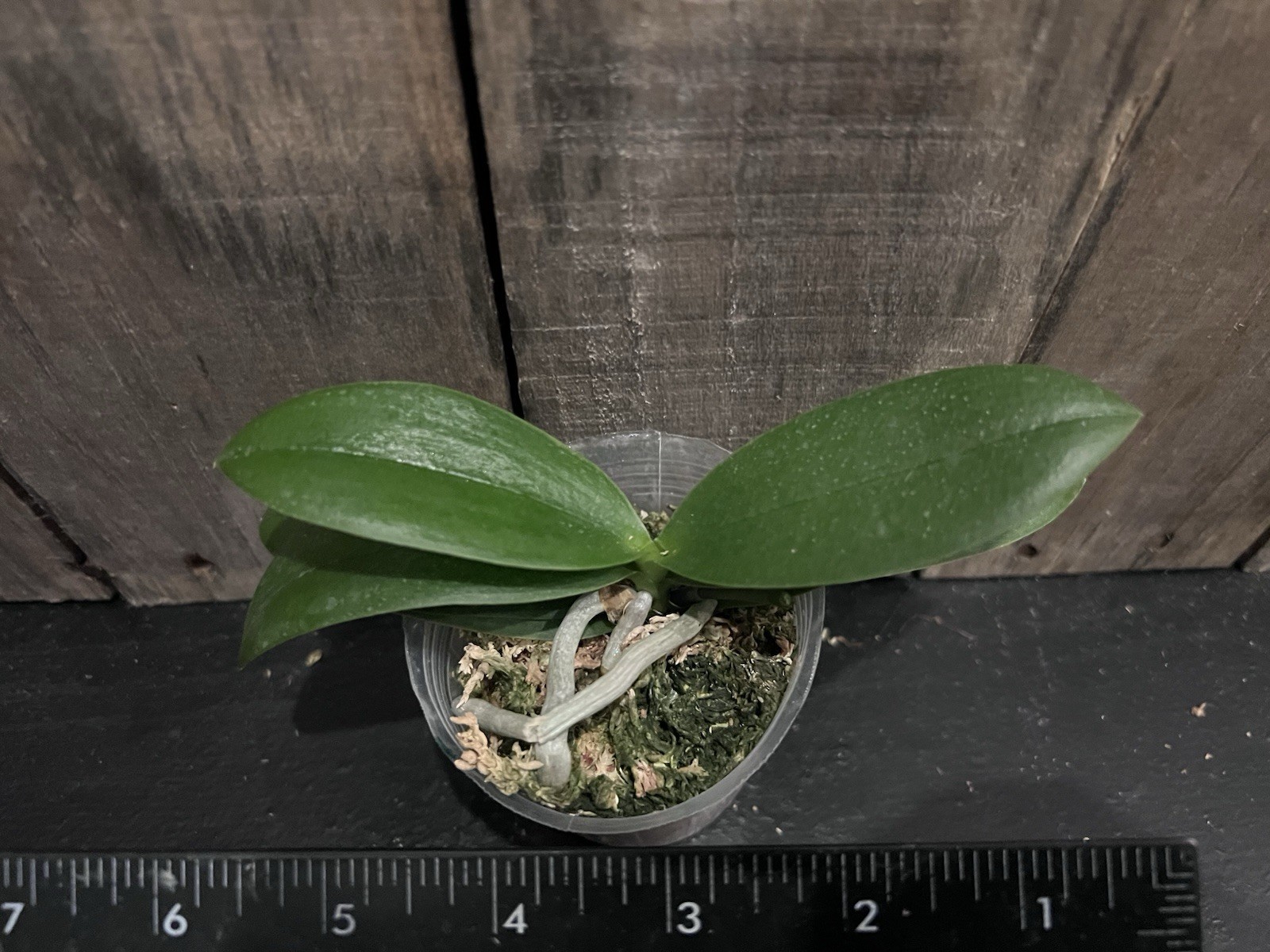 Phal. Yaphon Star Diamond ‘AN6601’, Blooming Size, FREE Shipping