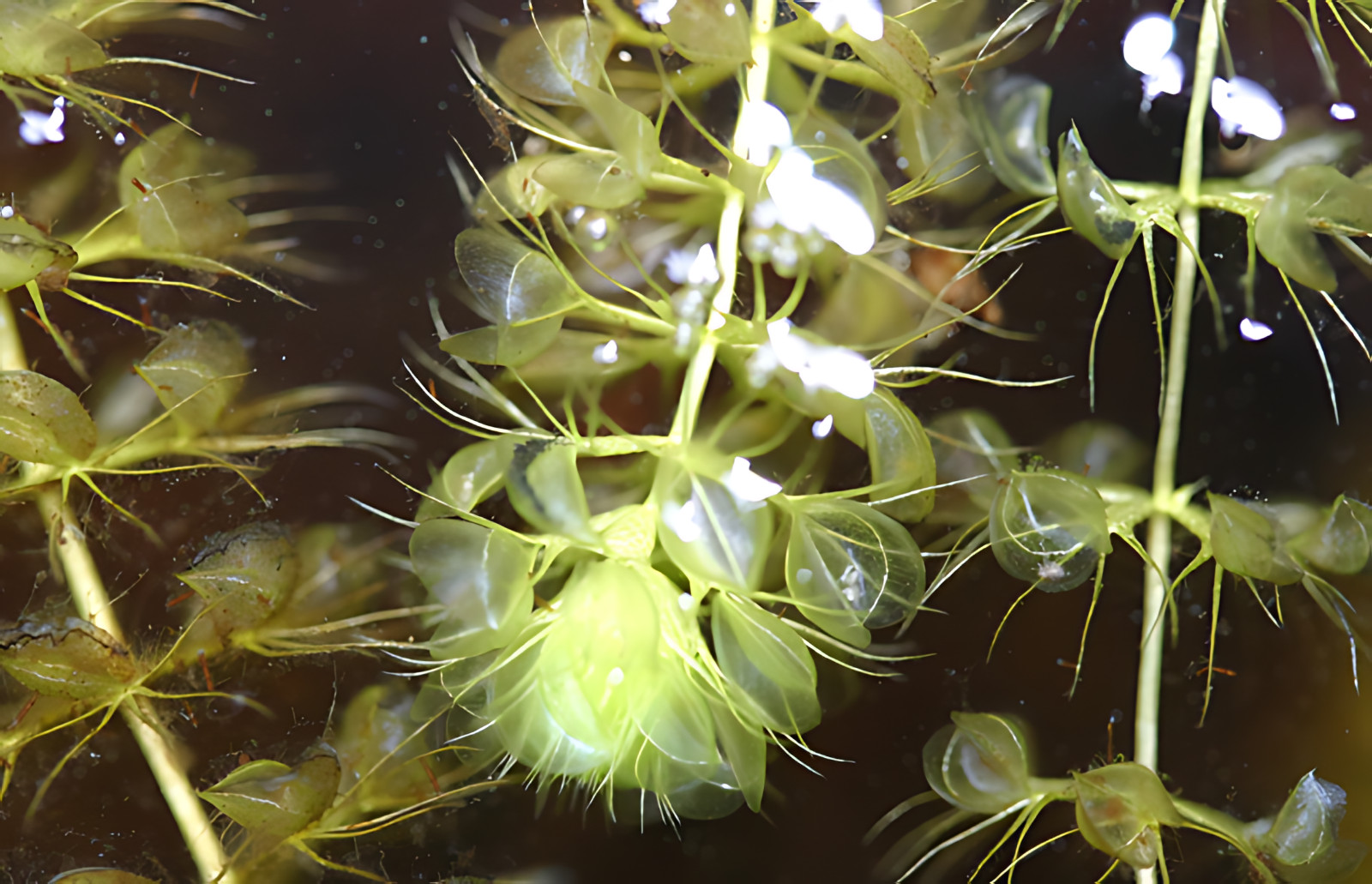 Aldrovanda vesiculosa – Waterwheel Plant