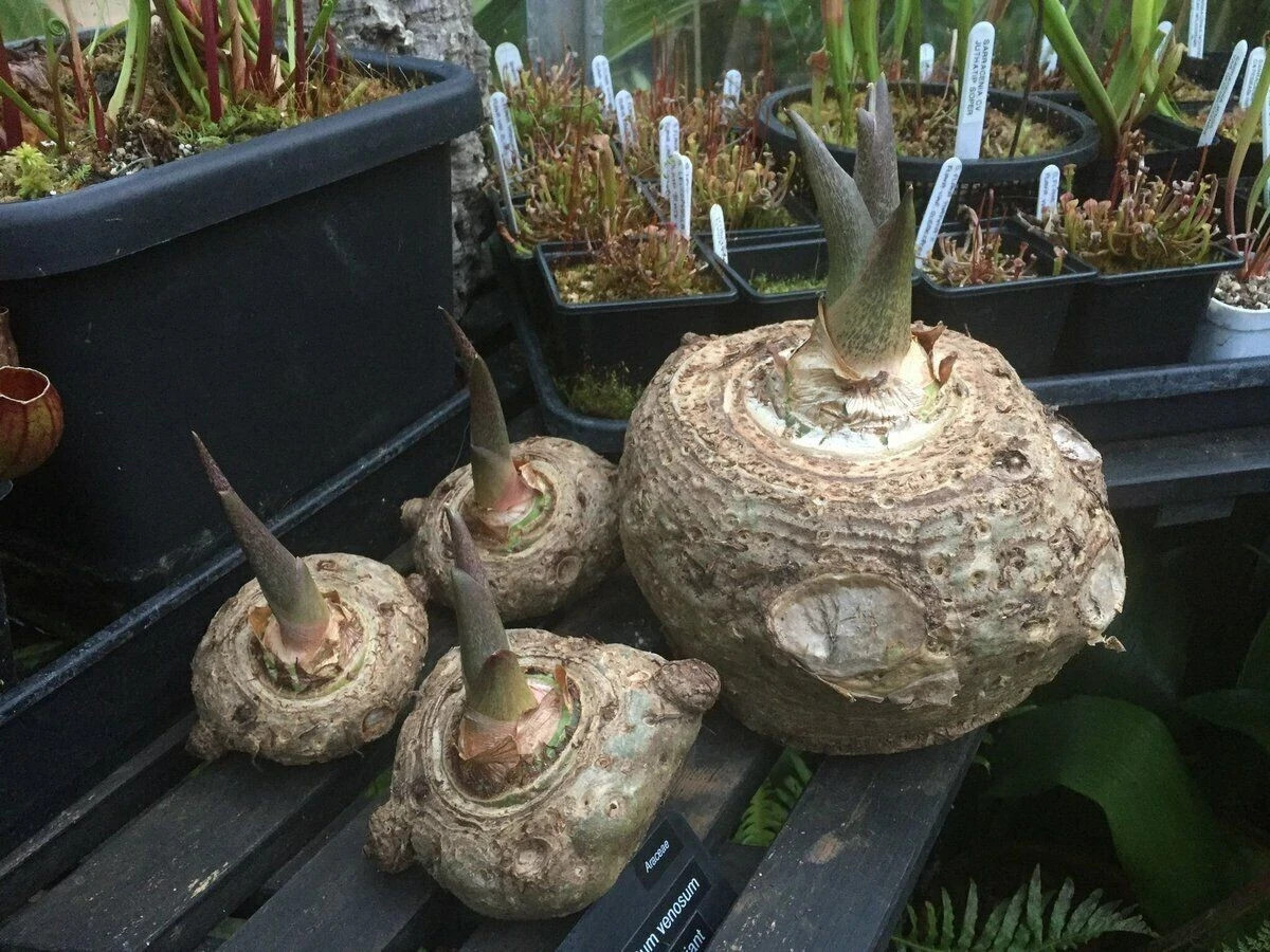 Sauromatum Venosum ‘Indian Giant’ Voodoo Lily Corpse Flower Amorphophallus Bulbs