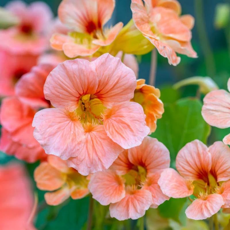 100+ Mix Nasturtium Seeds for Planting-Rare Climbing Flower Attracts…