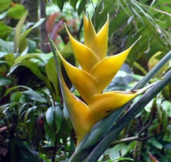 Mayan Gold Heliconia Seeds (H. champneana) Rare Lobster Claw Parrot Beak Flowers