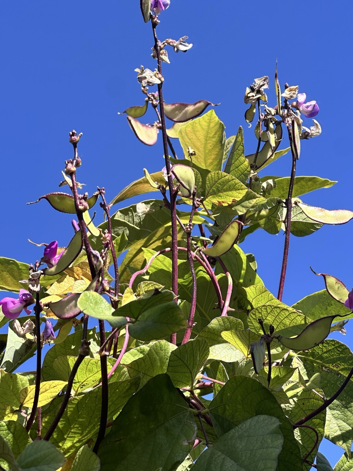Purple Hyacinth, Parda, Bataw