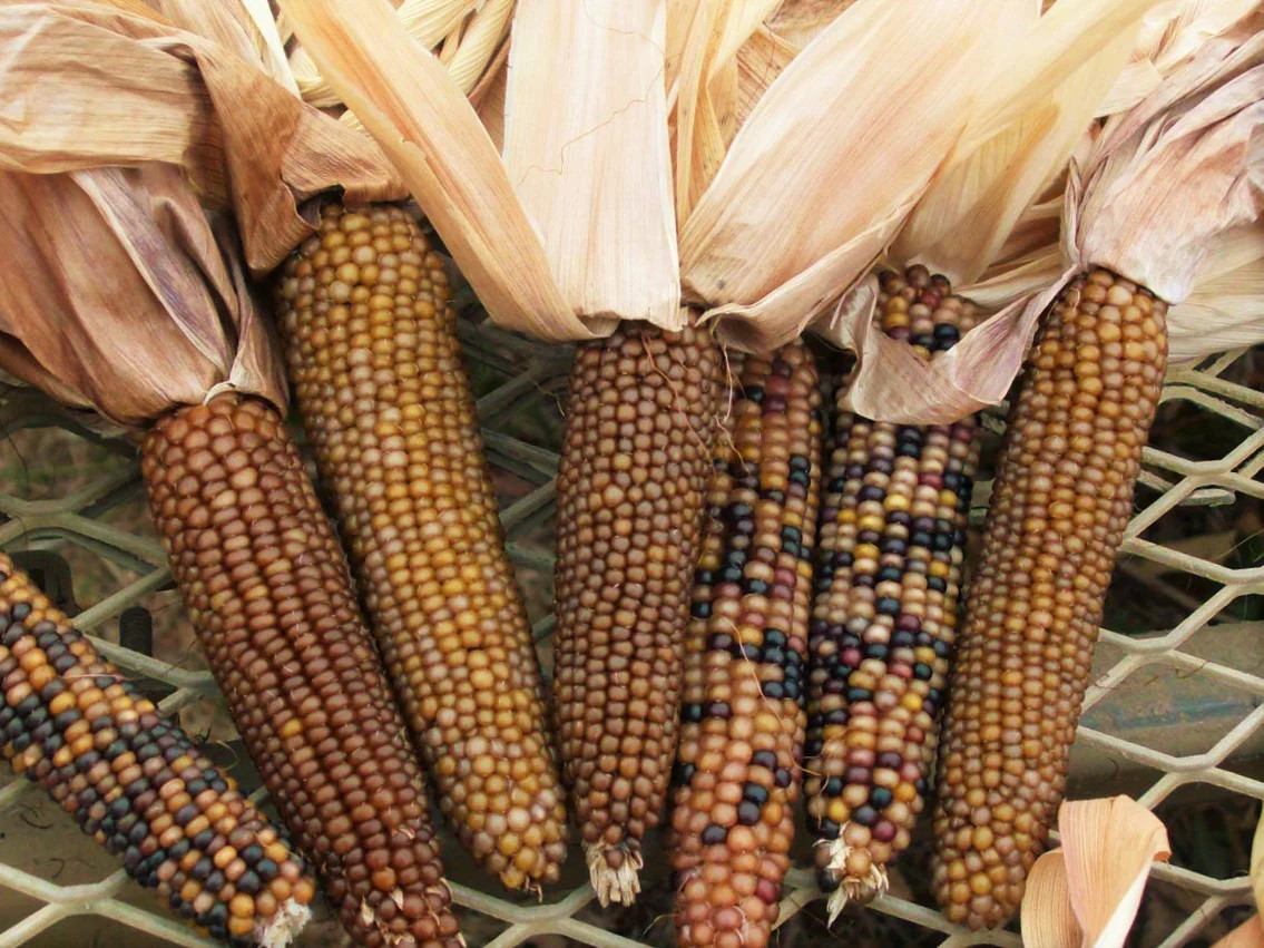 Shades of Brown Ornamental Corn Seeds | Tan Bronze Black Glass Popcorn Seed 2025
