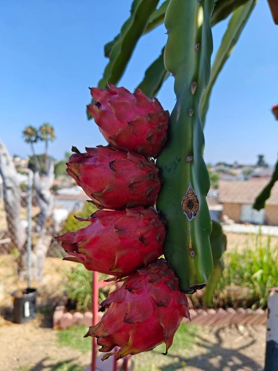 small DRAGON FRUIT CUTTINGS – MULTIPLE VARIETIES – 5″ inches for grafting