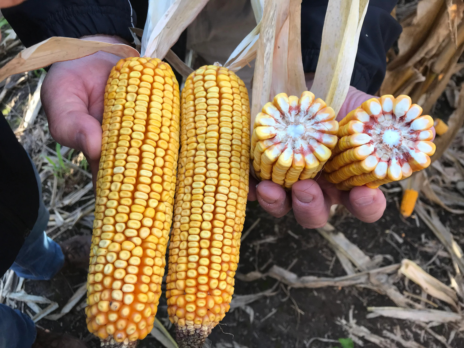 Reid’s Yellow Dent Corn Seeds – For 2025 Planting Open-Pollinated Yellow Flint