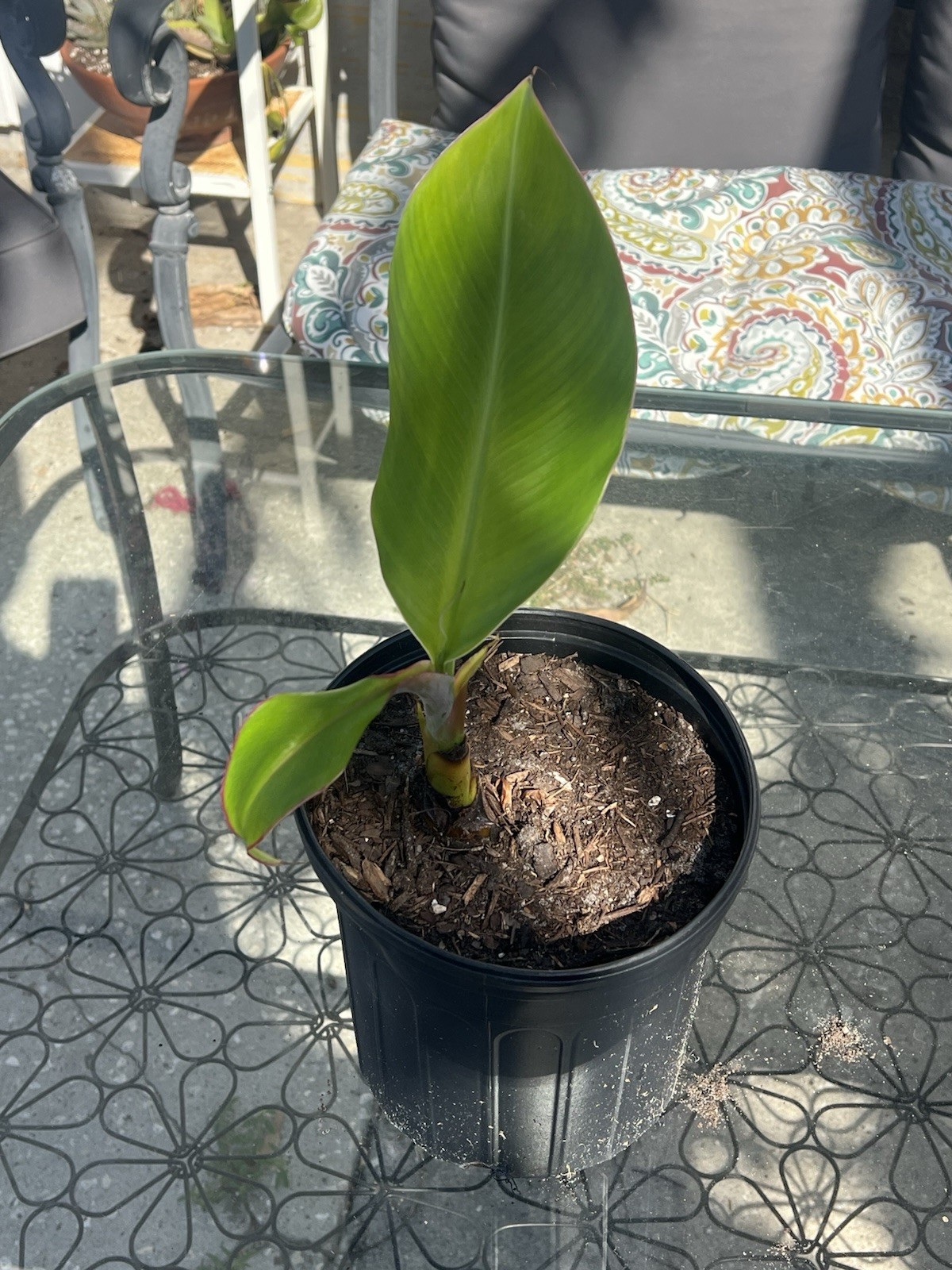 Burro Plantain Live Semilla Platano Tree 10in-18in With Corm Attached, Rootball
