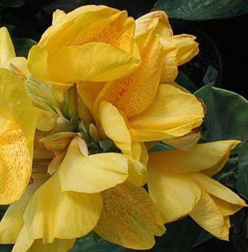Canna ‘Yellow Futurity’ Dwarf 36″ – 48″ Green Foliage, 2 Freshly Dug Rhizomes